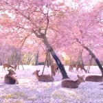 Video Lukisan Allah – Nara Park, Japan