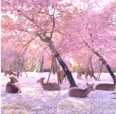 Nara Park, Japan