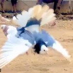 Pigeon doing backflips